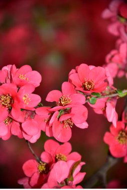 Bahçede açan pembe bahar çiçekleri