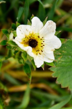 Bahçede büyüyen beyaz çiçeklerin güzel botanik çekimi