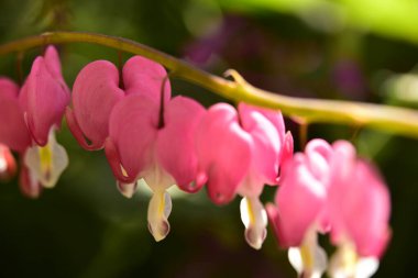 bahçede büyüyen güzel pembe çiçekler