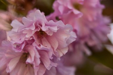 Bahçede açan pembe bahar çiçekleri