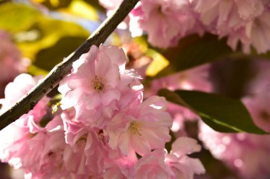Bahçede açan pembe bahar çiçekleri
