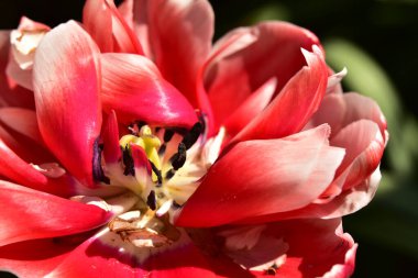 Bahçedeki güzel lale çiçeği