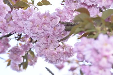 Bahçede açan pembe bahar çiçekleri