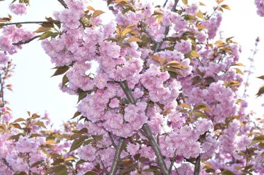 Bahçede açan pembe bahar çiçekleri