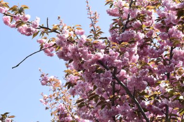 Bahçede açan pembe bahar çiçekleri