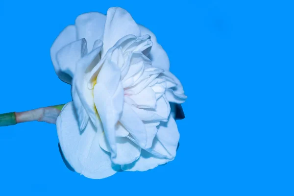 Weiße Blume Auf Blauem Hintergrund — Stockfoto