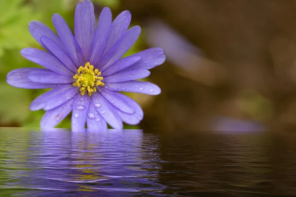 Bela Flor Roxa Com Reflexo Água — Fotografia de Stock