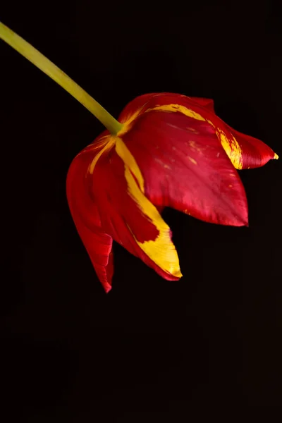 Beautiful Tulip Close View Floral Concept —  Fotos de Stock