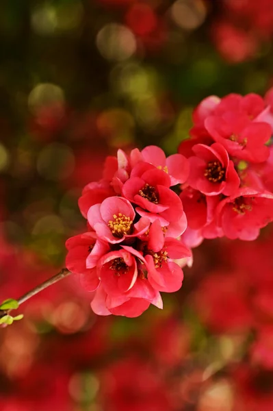 Blühende Rosa Frühlingsblumen Garten — Stockfoto