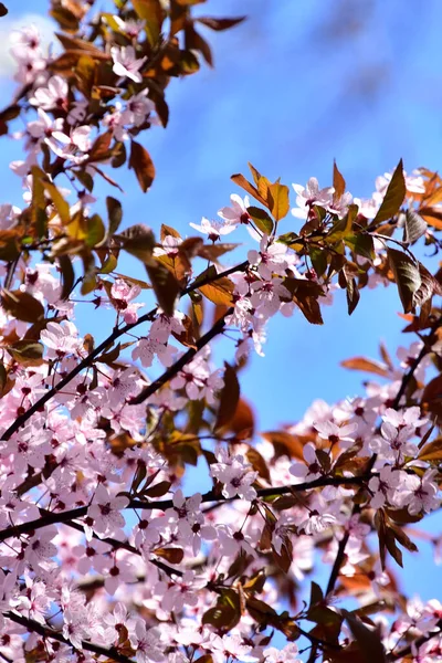 Schöne Rosa Blumen Des Blühenden Frühlingsgartens — Stockfoto