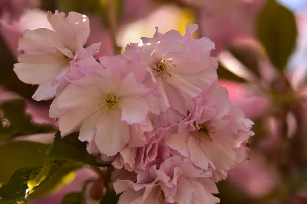 Blooming Pink Spring Flowers Garden — Stock Photo, Image