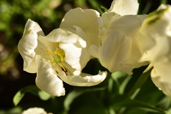 Hermoso Plano Botánico Flores Blancas Creciendo Jardín — Foto de Stock