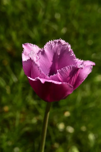 Piękny Kwiat Tulipana Ogrodzie — Zdjęcie stockowe