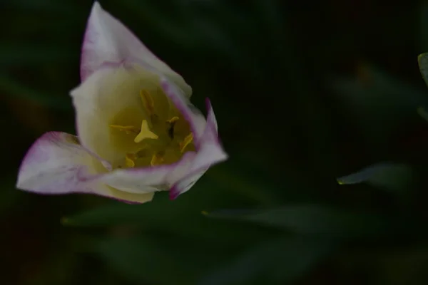 Красива Квітка Чорному Тлі — стокове фото
