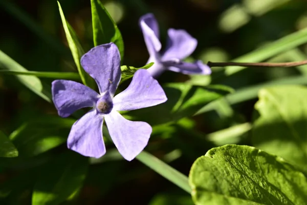 庭の紫色の花を閉じて — ストック写真