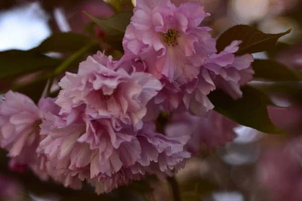 花园里开满了粉红色的春花 — 图库照片