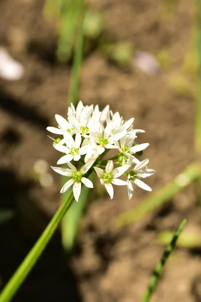 Krásný Botanický Záběr Bílých Květin Rostoucí Zahradě — Stock fotografie