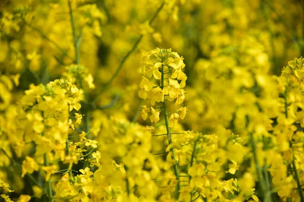 Vacker Gul Våldtäkt Blommor Fältet — Stockfoto