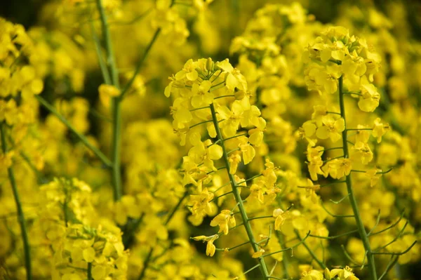 Güzel Sarı Tecavüz Çiçekleri Tarlada — Stok fotoğraf