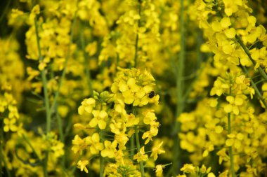 Güzel sarı tecavüz çiçekleri tarlada