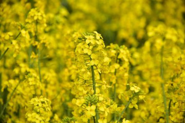 Güzel sarı tecavüz çiçekleri tarlada