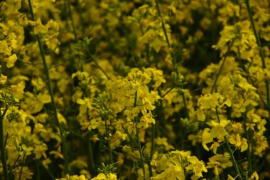 Güzel sarı tecavüz çiçekleri tarlada