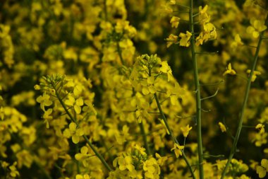 Güzel sarı tecavüz çiçekleri tarlada