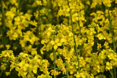 Güzel sarı tecavüz çiçekleri tarlada