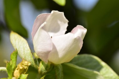 Bahçede büyüyen beyaz yumuşak çiçekler