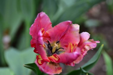 Bahçede büyüyen güzel lale