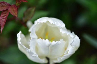 Bahçede büyüyen güzel lale