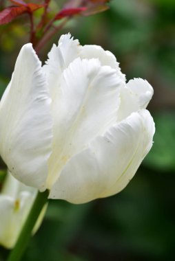 Bahçede büyüyen güzel lale