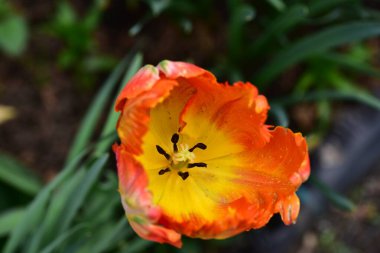 Bahçede büyüyen güzel lale