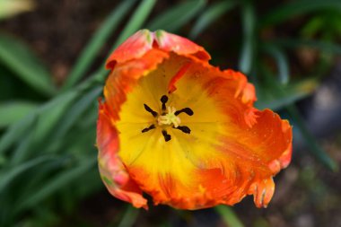 Bahçede büyüyen güzel lale