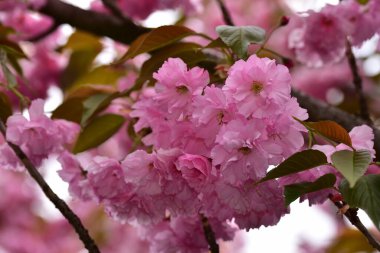 açan bahar bahçesinin güzel pembe çiçekleri