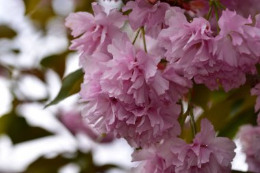 açan bahar bahçesinin güzel pembe çiçekleri