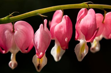 bahçede büyüyen güzel pembe çiçekler