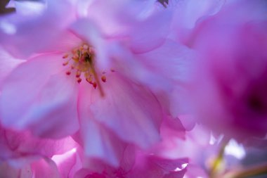 açan bahar bahçesinin güzel pembe çiçekleri