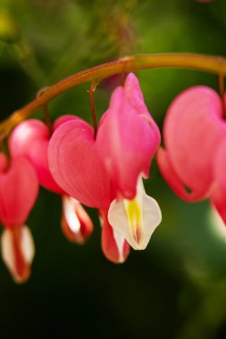 bahçede büyüyen güzel pembe çiçekler
