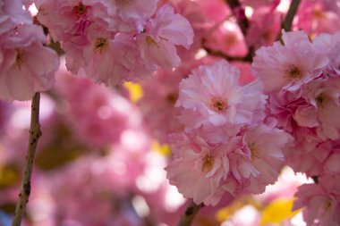açan bahar bahçesinin güzel pembe çiçekleri