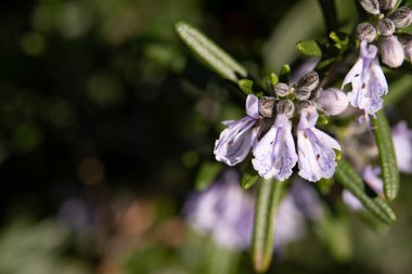 Bahçedeki mor çiçekleri kapat.