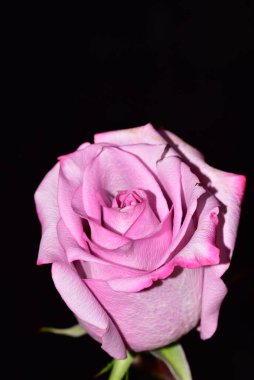 Siyah arkaplanda güzel bir gül