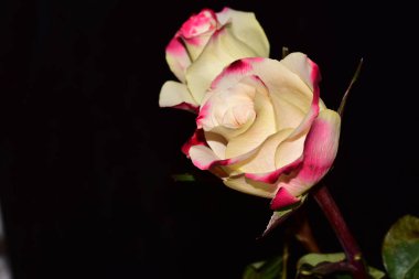 Koyu arkaplanda güzel beyaz güller, yakın görüş