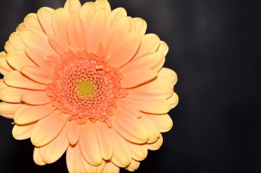 Siyah arka plan üzerine izole Gerbera çiçek.