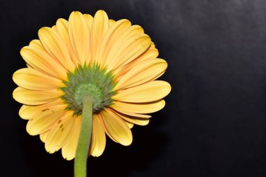 Siyah arka plan üzerine izole Gerbera çiçek.