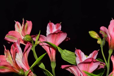 güzel zambak çiçekleri, çiçek konsepti