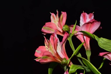 güzel zambak çiçekleri, çiçek konsepti