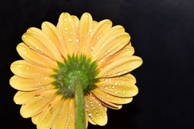 Siyah arka plan üzerine izole Gerbera çiçek.