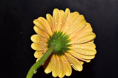 Siyah arka plan üzerine izole Gerbera çiçek.