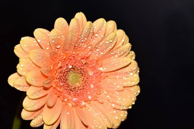 Siyah arka plan üzerine izole Gerbera çiçek.